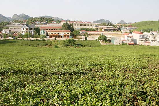 Sơn La: Khẩn trương rà soát hiện trạng đất nguồn gốc nông, lâm trường